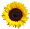 napraforgo